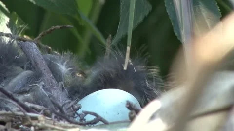 Nesting season 動画素材 41719011