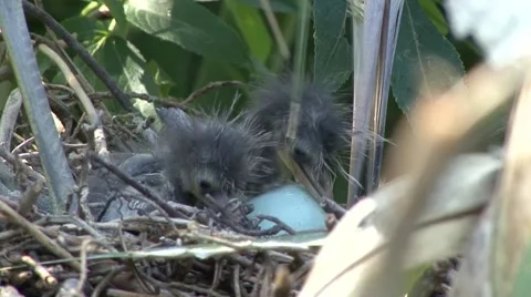 Nesting season, 動画素材 41719015