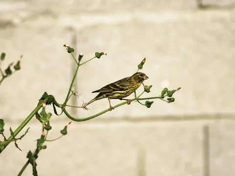 Nesting Serin Stock Photos