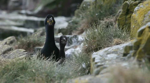 Nesting Shag and Chick 库存影片 755530