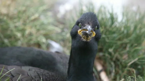 Nesting Shag, close up 库存影片 757488