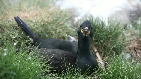 Nesting Shag 库存影片 756895