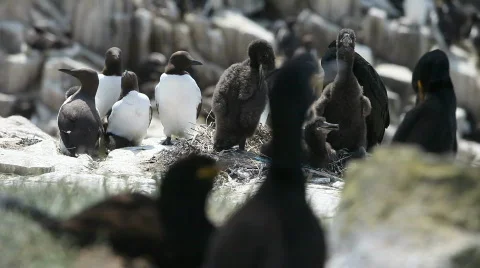 Nesting Shags 库存影片 757602