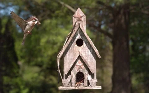 Nesting Sparrow Landing Front 스톡 동영상 154518358