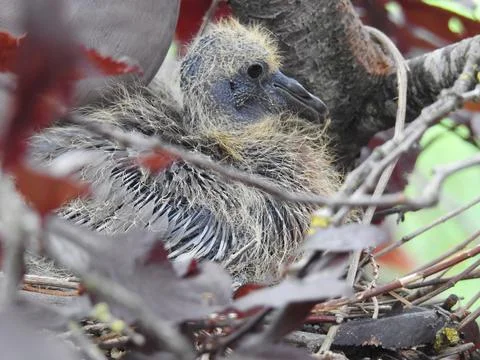 Nesting squab Stock Photos