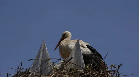 Nesting Stork Family Vídeos de archivo 50454230