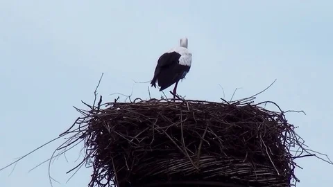 Nesting stork on high nest Stock Footage 83359193