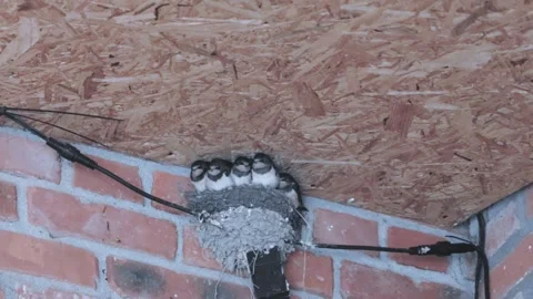 Nesting swallows are found under roof eaves in diverse environments, showing Stock Footage 315860085