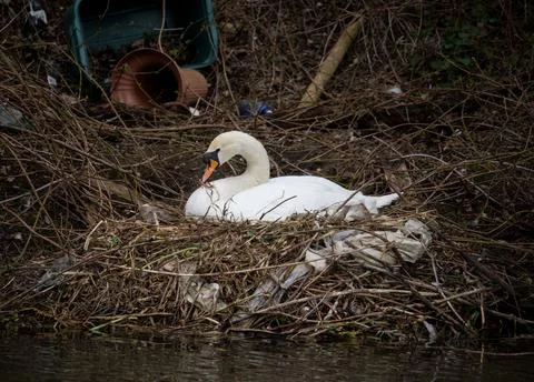 A Nesting Swan - The Human Impact On The Natural World Stock Photos