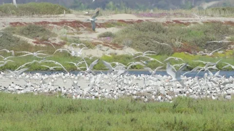 Nesting Tern Birds 4k Stock Footage 79665274