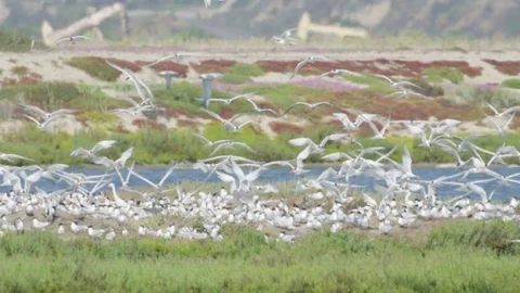 Nesting Tern Birds 4k Stock Footage 79665547