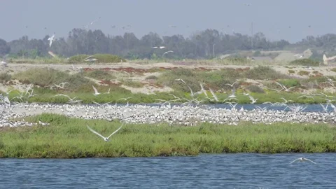 Nesting Tern Birds 4k Stock Footage 79666323