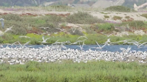 Nesting Tern Birds 4k Stock Footage 79666365