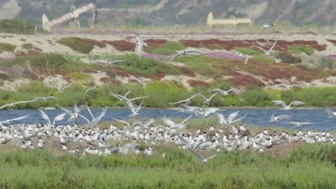 Nesting Tern Birds 4k Stock Footage 79666628