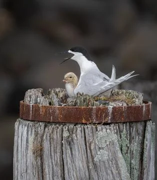 Nesting terns feeding time Stock Photos