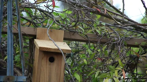 Nesting titmouse pair Stock Footage 2962283
