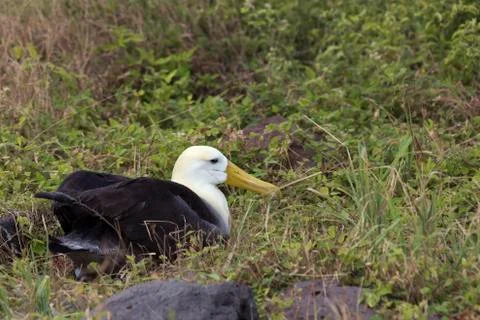 Nesting waved albatross. Stock Photos