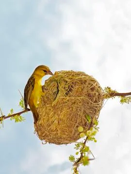 Nesting Weaver Bird Stock Photos