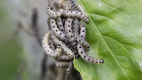 Nesting web of ermine moth caterpillars, feeding on green leaves in the UK Vídeo Stock 130079848