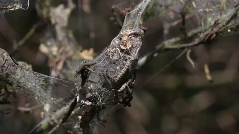Nesting web of ermine moth caterpillars, feeding on green leaves in the UK Stock Footage