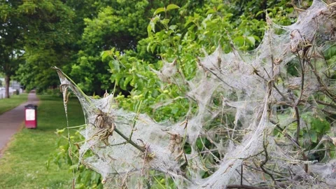Nesting web of ermine moth caterpillars, in the UK Stock Footage 161299057