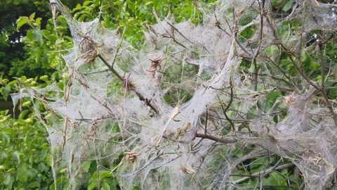 Nesting web of ermine moth caterpillars, in the UK Stock Footage 162364154