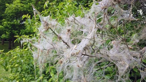Nesting web of ermine moth caterpillars, in the UK Stock Footage 162365408