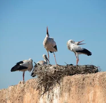 Nesting White Storks Beak Clapping in Marrakech Stock Photos