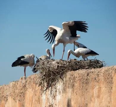 Nesting White Storks in Marrakech Stock Photos