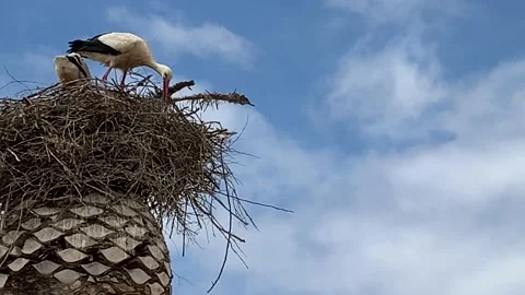 Nesting white storks in Portugal with copy space Stock Footage 107737503