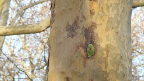 Nesting wild Parakeet and his Tree Hole Vídeos de archivo 152660033