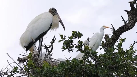 Nesting wood stork 動画素材 240353169