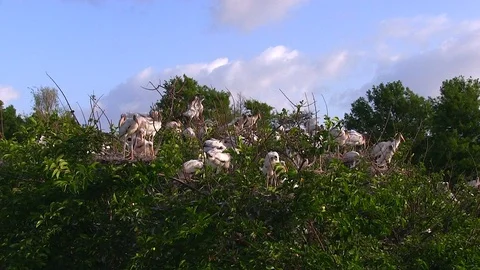Nesting Wood Storks in the Florida Everglades Stock Footage 89285098