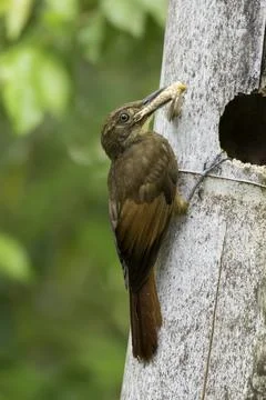 Nesting Woodcreeper Stock Photos