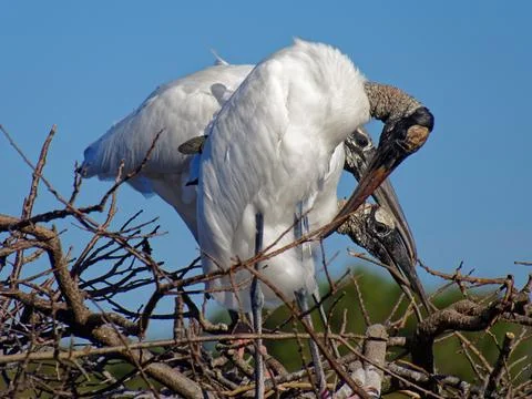 Nesting Woodstorks Stock Photos