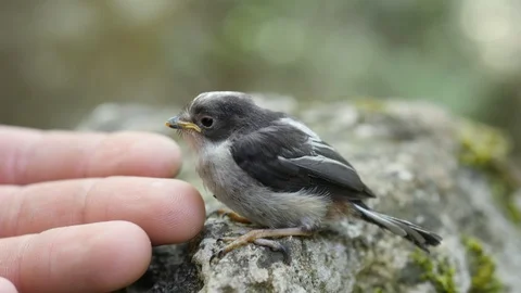 Nestling Allows Itself To Be Petted By A Person. Stock Footage 127790334