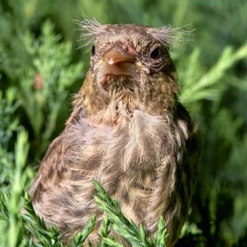 Nestling in the branches of a juniper Stock Photos