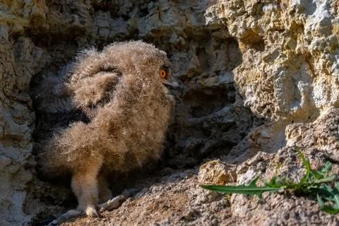 Nestling of Eurasian eagle-owl or Bubo in steppe 写真素材