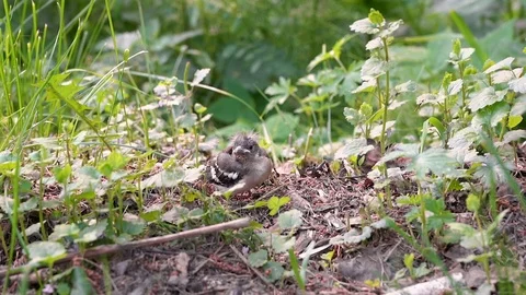 Nestling fallen from the nest Video stock 109495602