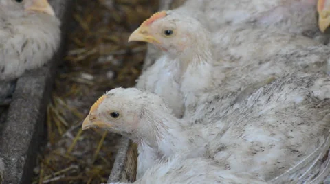 Nestling at a feeding trough with a feed Video stock 36540208
