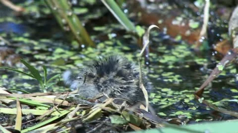 Nestling Stock Footage 18185900