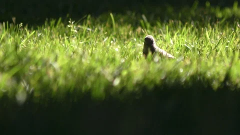 Nestling in the grass Stockbeeldmateriaal 91250003