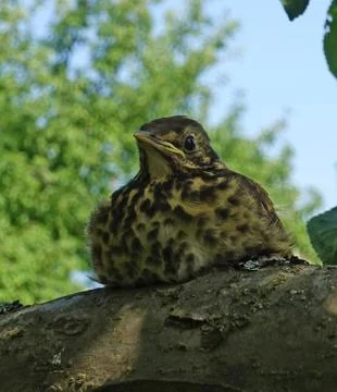 Nestling Gray Thrush Close-up 库存照片