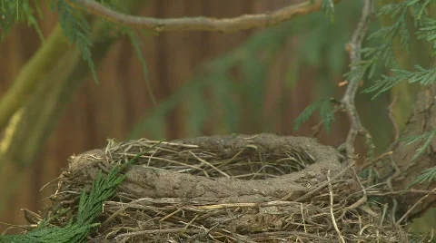 Nestling in nest Stock Footage 630017