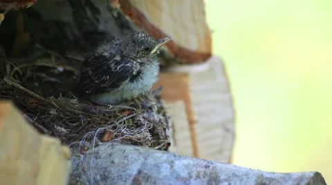 Nestling in nest Stock-Footage 10809632