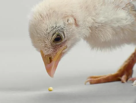 Nestling Stock Photos