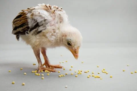 Nestling Stock Photos