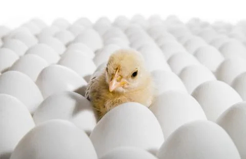 Nestling Stock-Fotos