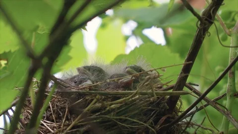 Nestling sitting in the nest Stock Footage 117930741