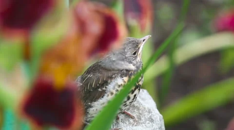 Nestling thrush Fieldfare sitting on a stone Stock Footage